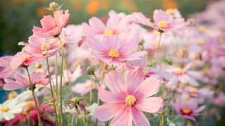 Pink cosmos flower