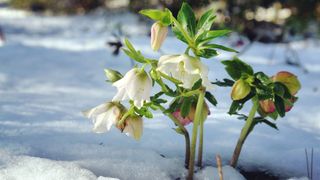 Flower in the snow