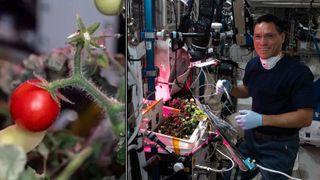 two pictures. a tomato closeup at left, an international space station astronaut beside a small garden on the intrnational space station at right