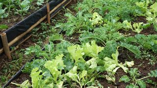 Kale in garden