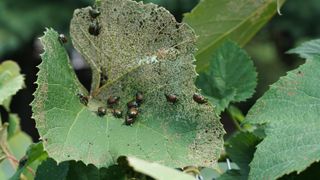 Japanese beetles on a leaf