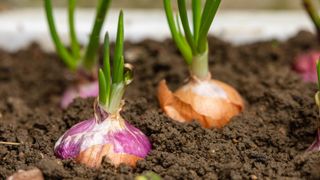 Onions growing in the soil