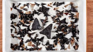 An array of shark teeth displayed on a tray. 