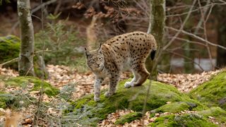 Eurasian Lynx (Lynx lynx).