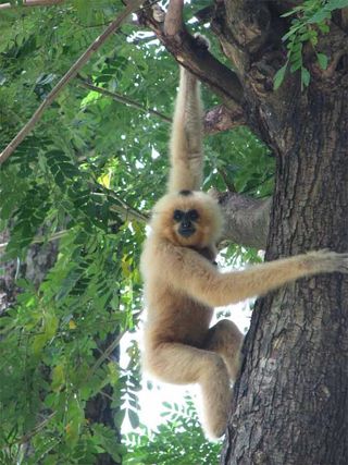 One of 2,500 yellow-cheeked crested gibbons counted in the recent WCS survey.