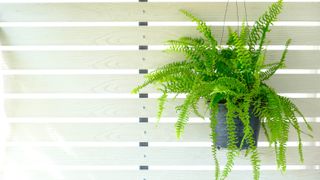 Boston fern