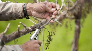 Someone pruning deadwood from grapevines