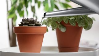 A small succulent being watered