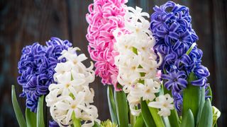 Hyacinth