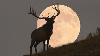 The silhouette of a bull elk stands in front of a large full moon