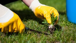 Someone removing a weed from the lawn