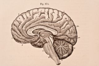 A medical illustration of the human brain from &#039;Quain&#039;s Elements of Anatomy, Eighth Edition, Vol.II&#039; (by William Sharpey MD, LLD, FRS L&amp;E, Allen Thomson, MD, LLD, FRS L&amp;E, and Edward Albert Schafer) depicts the right half of the brain divided by a vertical antero-posterior section, 1876. 