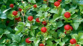 Indian strawberry plant showing leaves and red berries