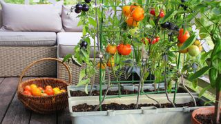 Tomato plant on balcony