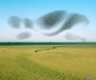 Kent Andreasen photo of murmuration