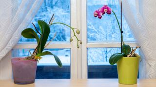 Orchid in winter