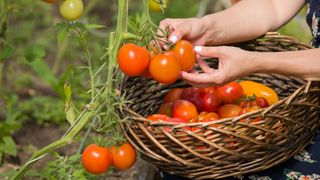 Woman harvesting ripe tomatoes in her garden