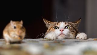 Cat watching a mouse on countertop