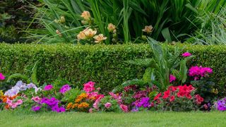 A boxwood hedge with a flowerbed in front