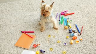 A small dog surrounded by spilled paint pots on the carpet and markers