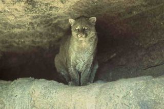 Jaguarundi.