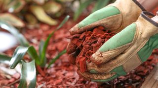 Gloved hands holding mulch