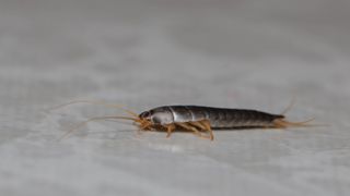 A silverfish