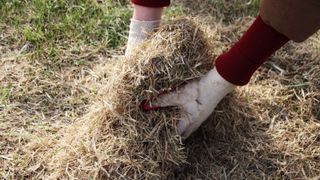 A pair of gloved hands picking up loose thatch after dethatching