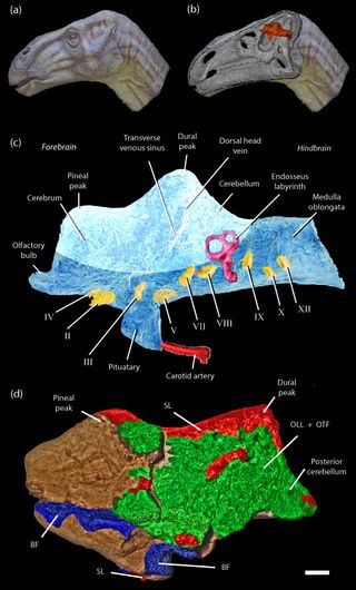 infographic-dinosaur-brain-fossil-biology