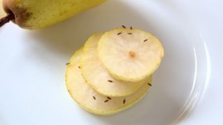 Fruit flies on pear slices