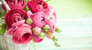 Bunch of bright pink ranunculus