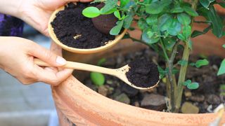 ways to use coffee grounds in your yard