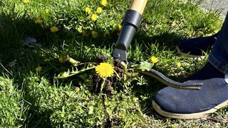 Grampas weeder pulling out a dandelion