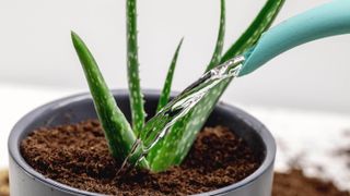 Watering houseplant