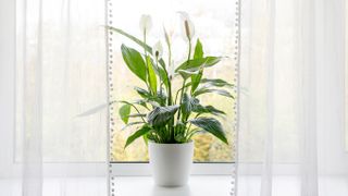 A peace lily on a windowsill