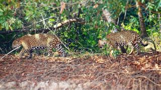 A pair of male jaguars stroll through the jungle together in Brazil's Pantanal region. This pair lived closely alongside each other for more than 7 years..