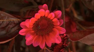 Bright pink flower with a bee in the center, captured with new camera system.