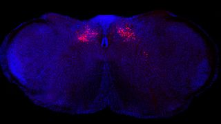 Fluorescent microscope image of the brain stem of a mouse shown in blue against a black background. Red-colored neurons can be seen dotted about towards the top middle portion of the brainstem. 