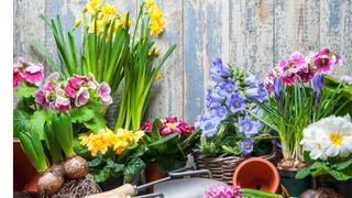 Collection of spring flowers