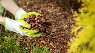 Someone picking up mulch while wearing gardening gloves