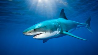 A gray shark with a white belly swimming in the ocean