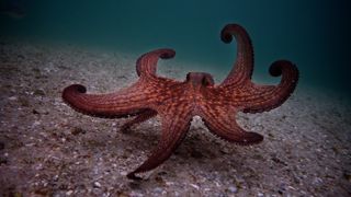 The titular octopus on the floor of the ocean in My Octopus Teacher, one of the Best family movies on Netflix