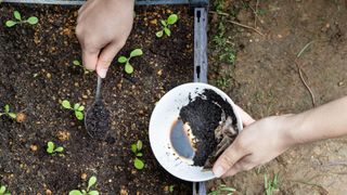 Sprinkling coffee grounds on plants