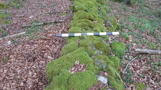 The remnants of a moss-coated stone wall in a forest. 