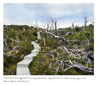 10,500 year old Dead Huon Pine