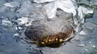 Alligator frozen in ice. Only the nose is visible. Brazos Bend State Park, Texas, USA.