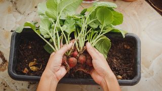 Radishes in soil