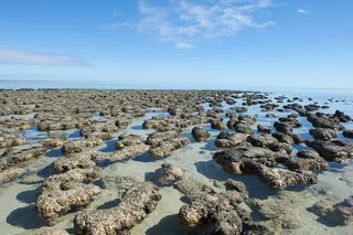 Stromatolites, which are brownish-grey rock-like structures, dot the shallow waters of Shark Bay in Australia.
