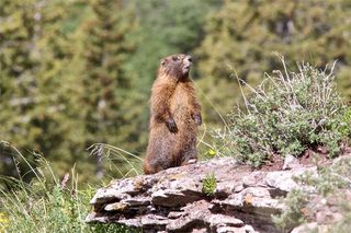 An adult yellow-bellied marmot. These rodents live in Western North America.