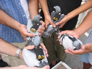 Caption: Clockwise: Cina Hazegh, Kevin Ponto, Beatriz da Costa, and Bob Matusyama hold four pigeons wearing air pollution monitor backpacks as part of PigeonBlog (2006–08). Courtesy of the Beatriz da Costa Estate.